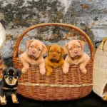 Hvilke materialer er cykelkurve til hunde typisk lavet af?