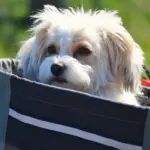 Hvordan vedligeholder jeg bedst min cykelkurv til hunde?