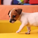 Kan jeg bruge min cykelkurv til at transportere dyr?