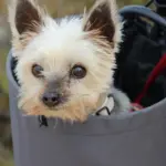 Kan jeg have min hund i cykelkurven, mens jeg cykler på offentlige veje?